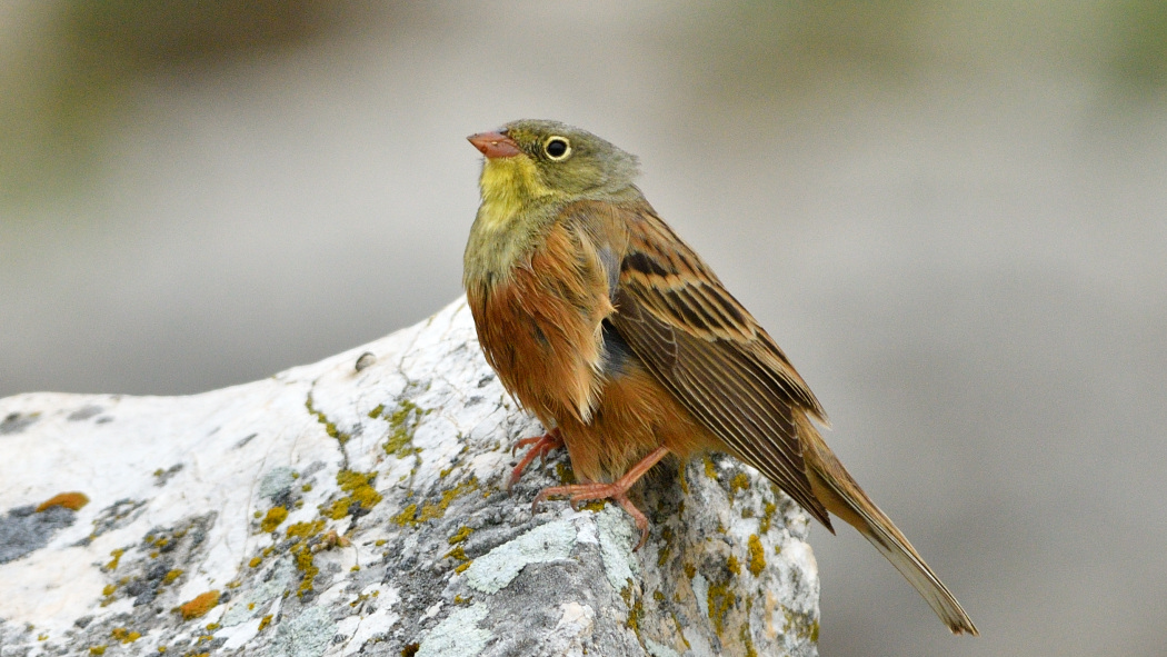 Ortolan Bunting