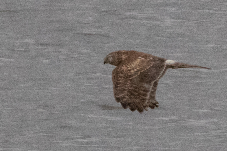 Hen Harrier