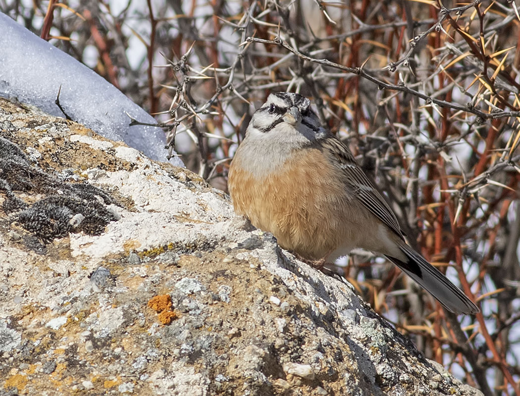 Rock Bunting