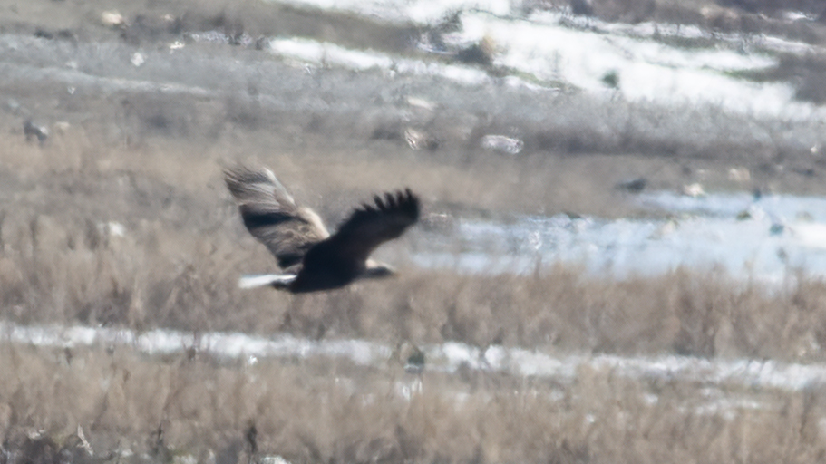 White-tailed Eagle