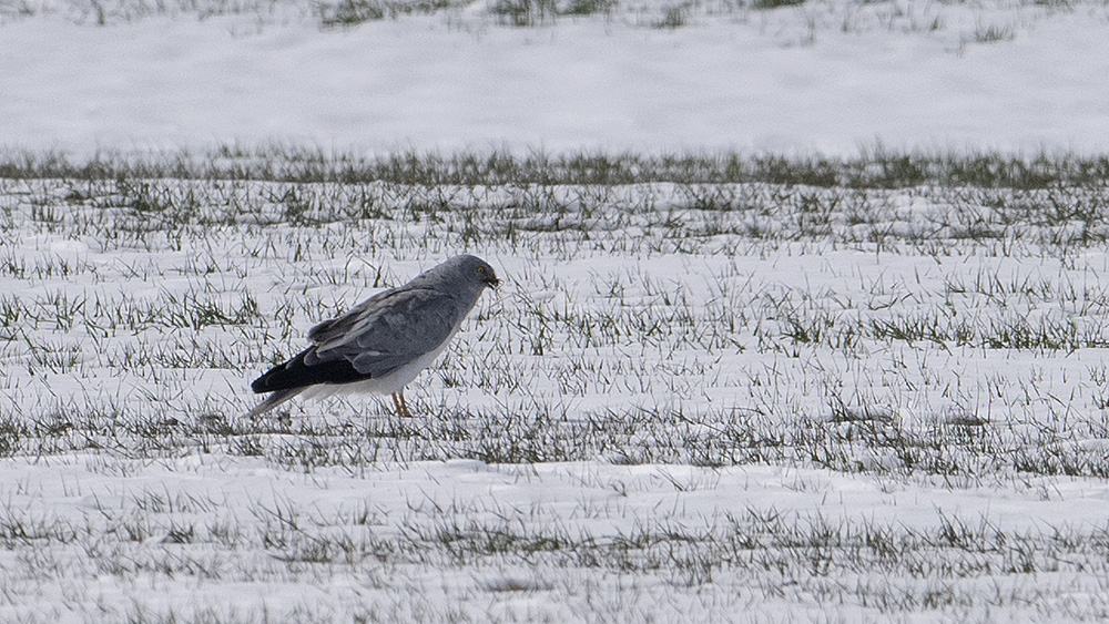 Hen Harrier