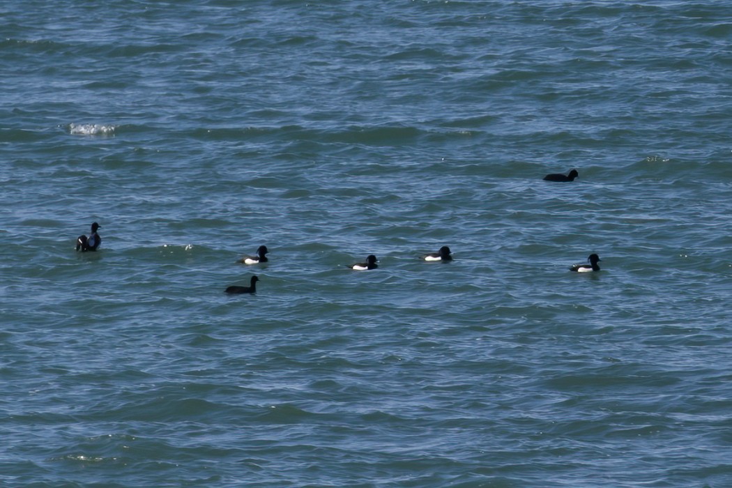 Tufted Duck