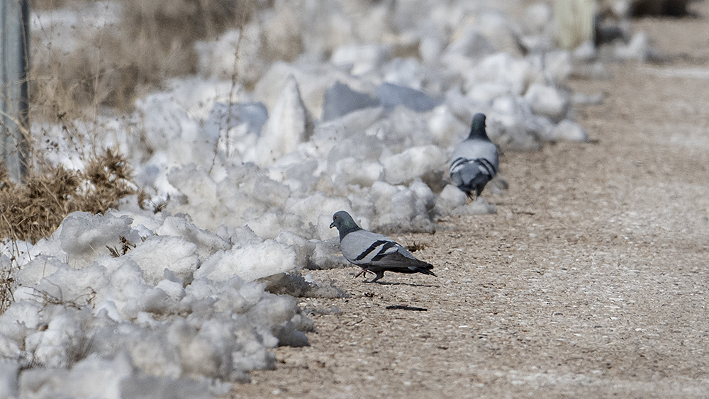 Rock Dove
