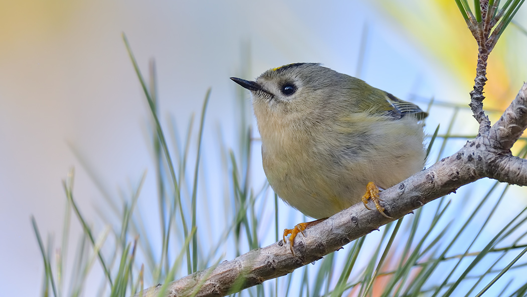 Goldcrest