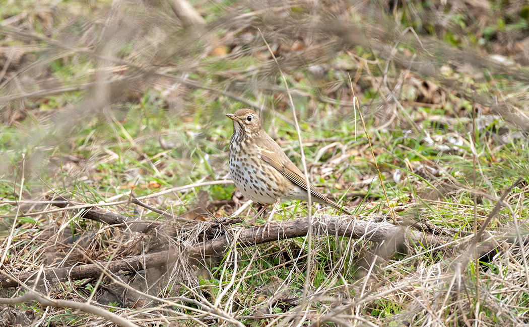 Song Thrush