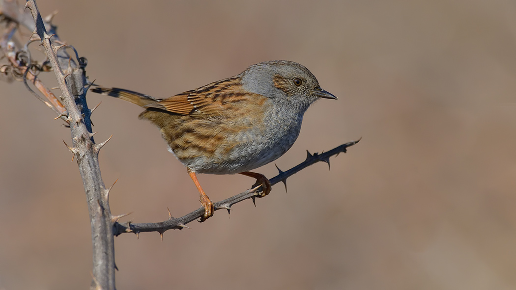 Dunnock