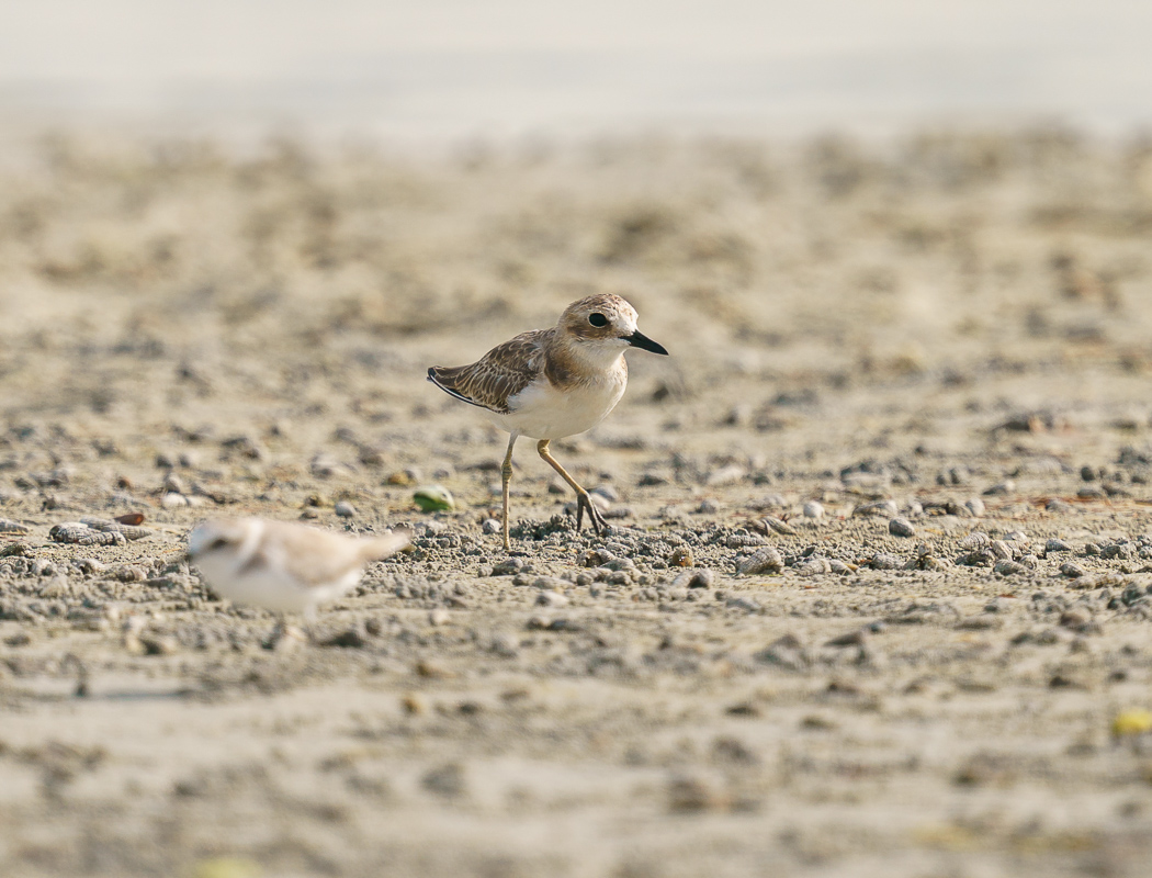 Greater Sand Plover