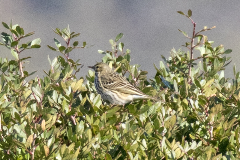 Meadow Pipit