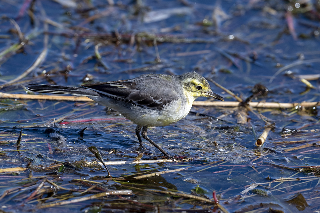 Citrine Wagtail