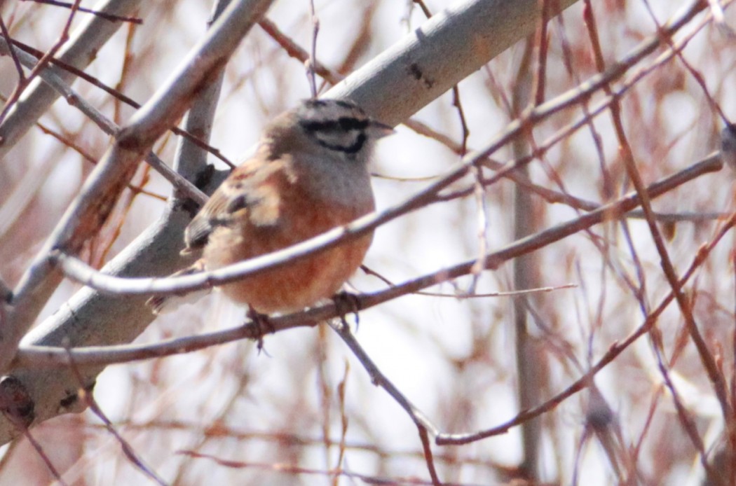 Rock Bunting