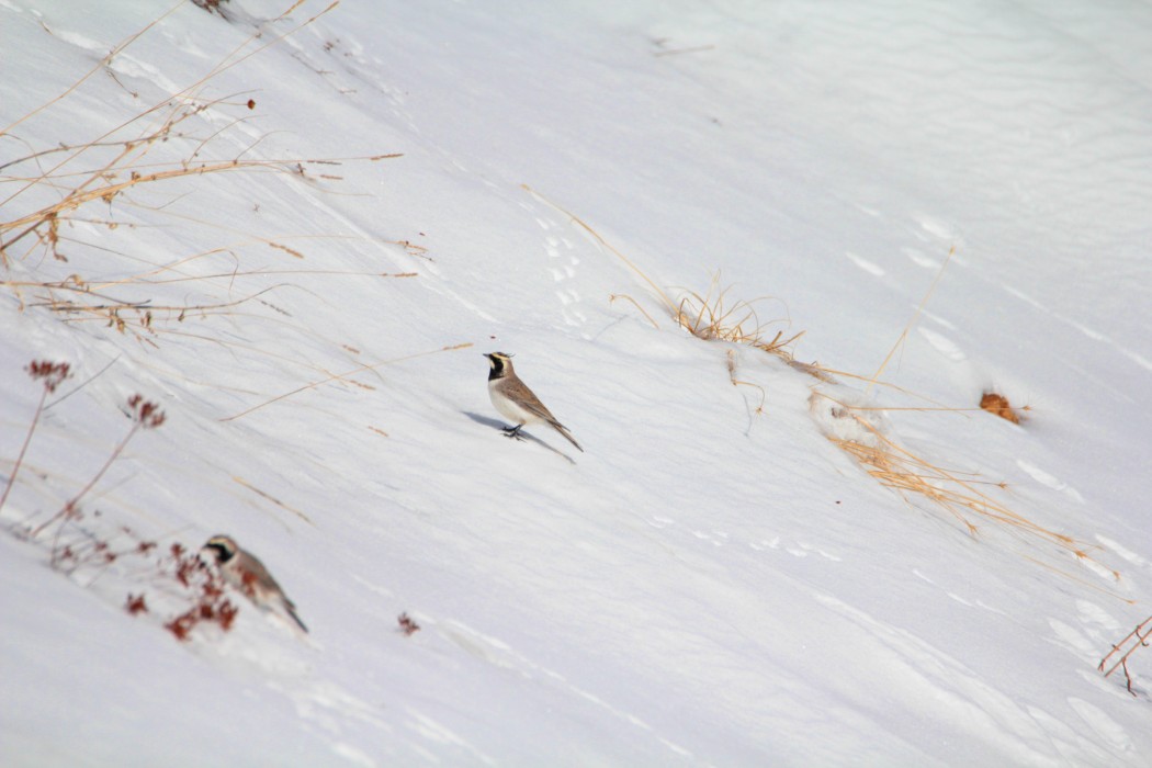 Horned Lark