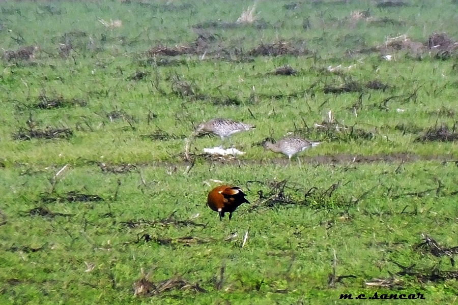 Eurasian Curlew