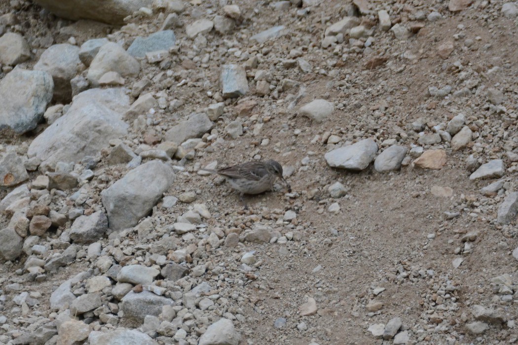 Water Pipit