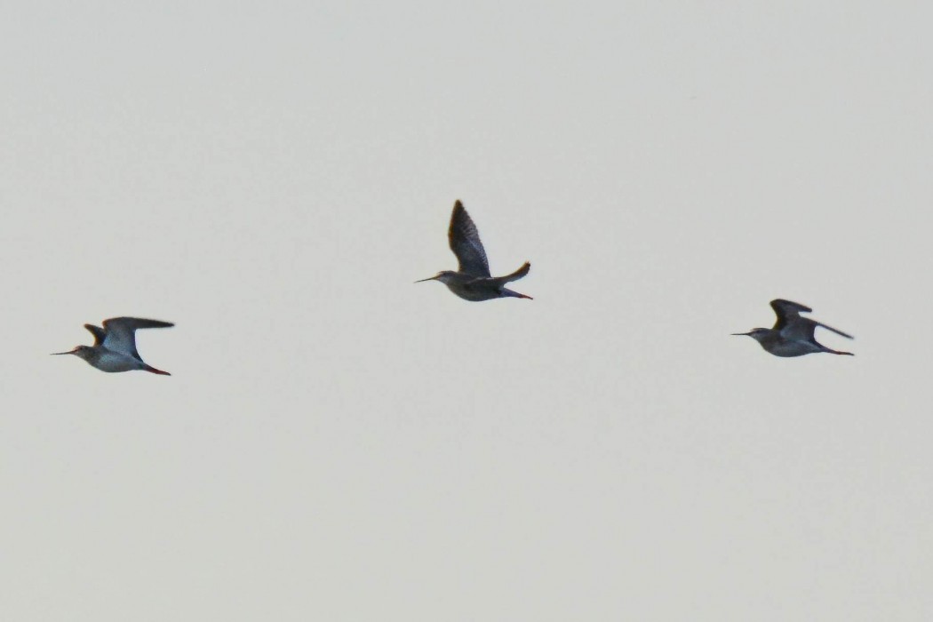 Spotted Redshank