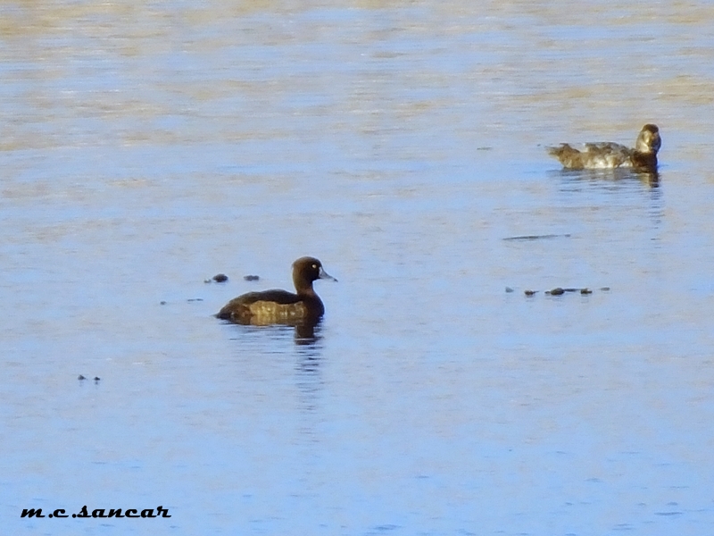 Tufted Duck