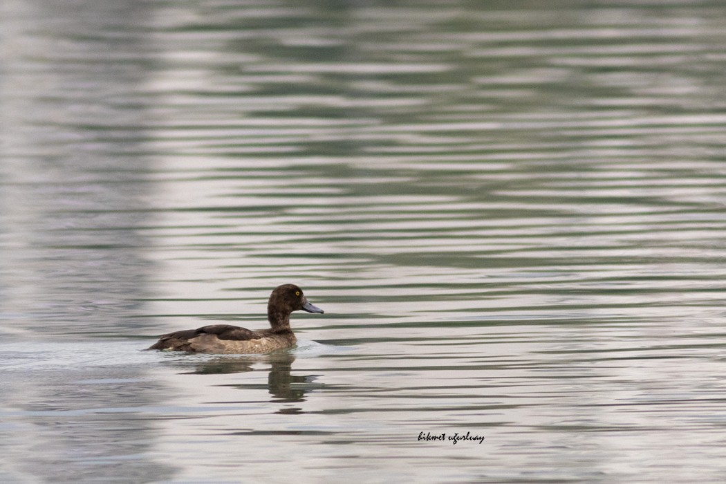Tufted Duck