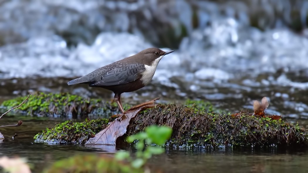 White-throated Dipper