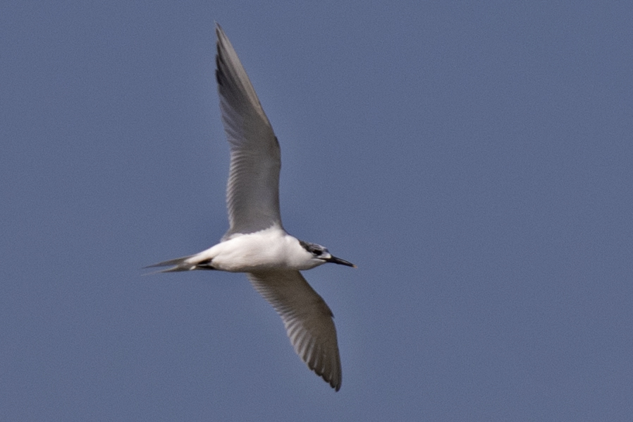Sandwich Tern
