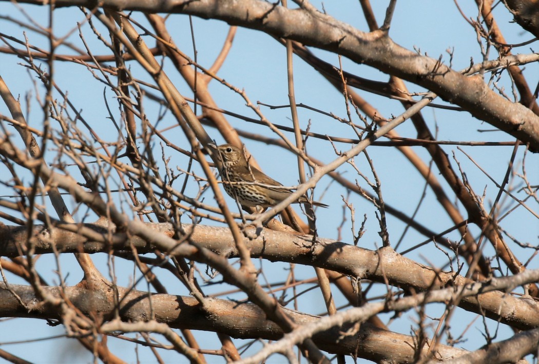 Song Thrush
