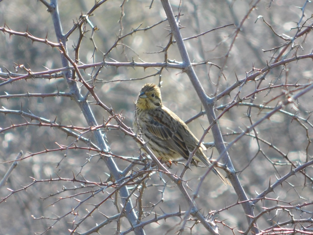 Cirl Bunting