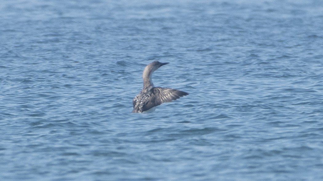 Black-throated Loon