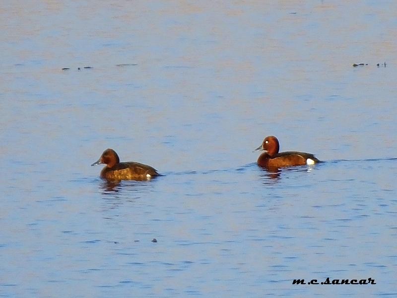 Ferruginous Duck