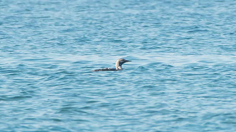 Black-throated Loon