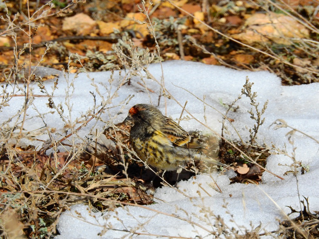 Red-fronted Serin