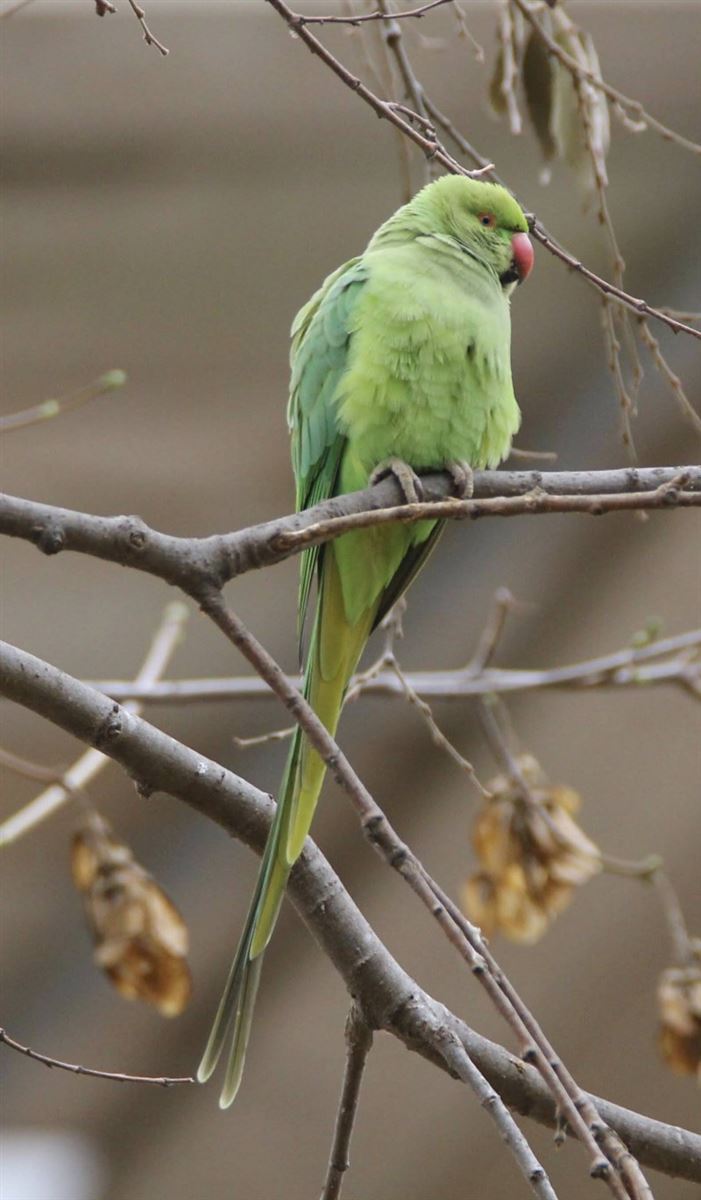 Rose-ringed Parakeet