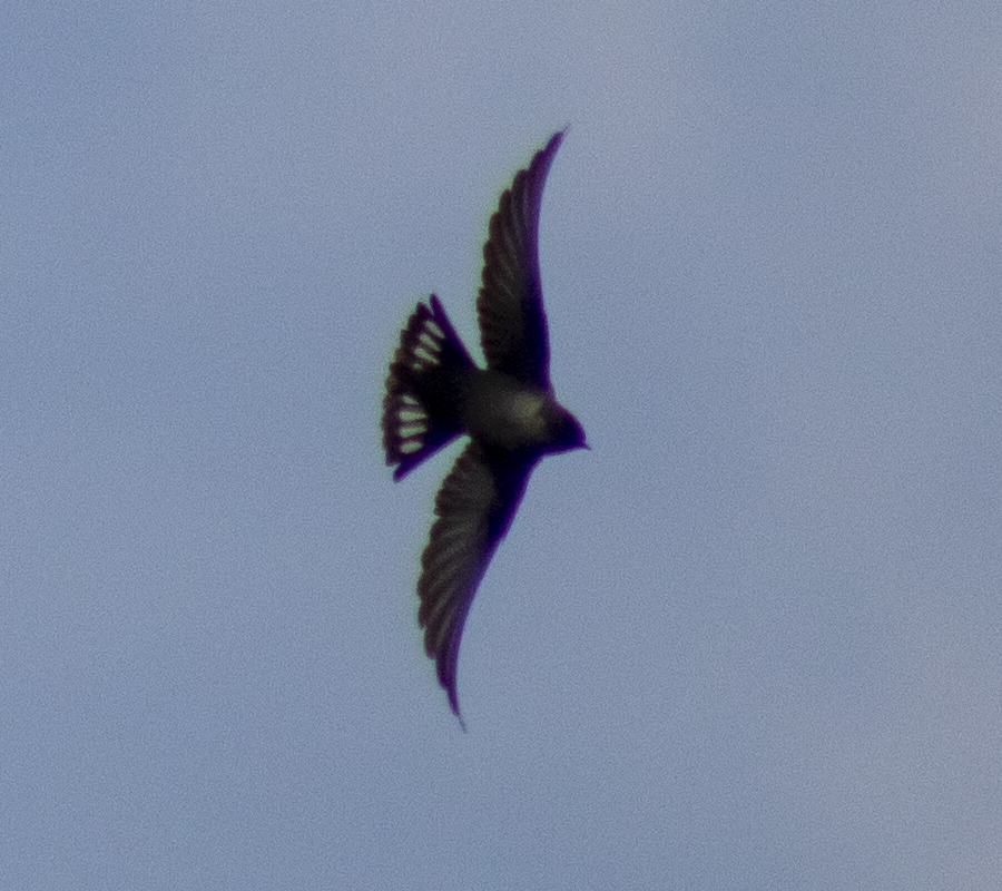 Eurasian Crag Martin
