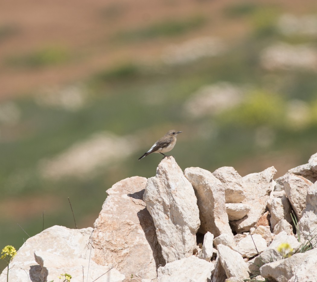 Black-eared Wheatear