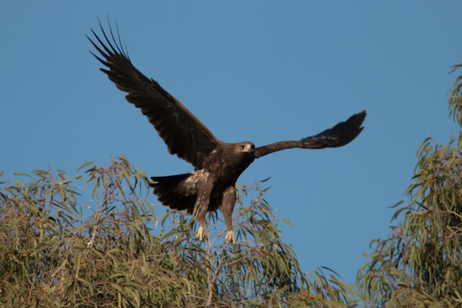 Greater Spotted Eagle