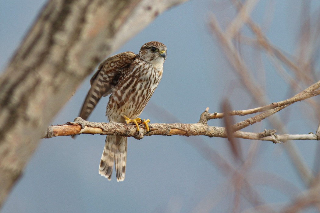 Merlin