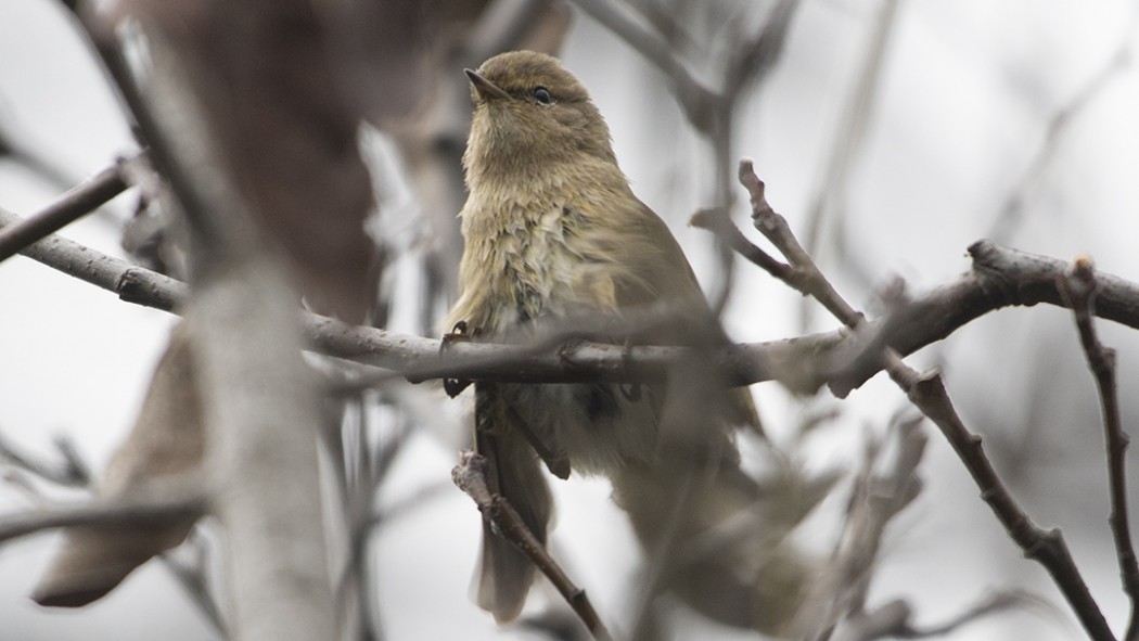 Common Chiffchaff