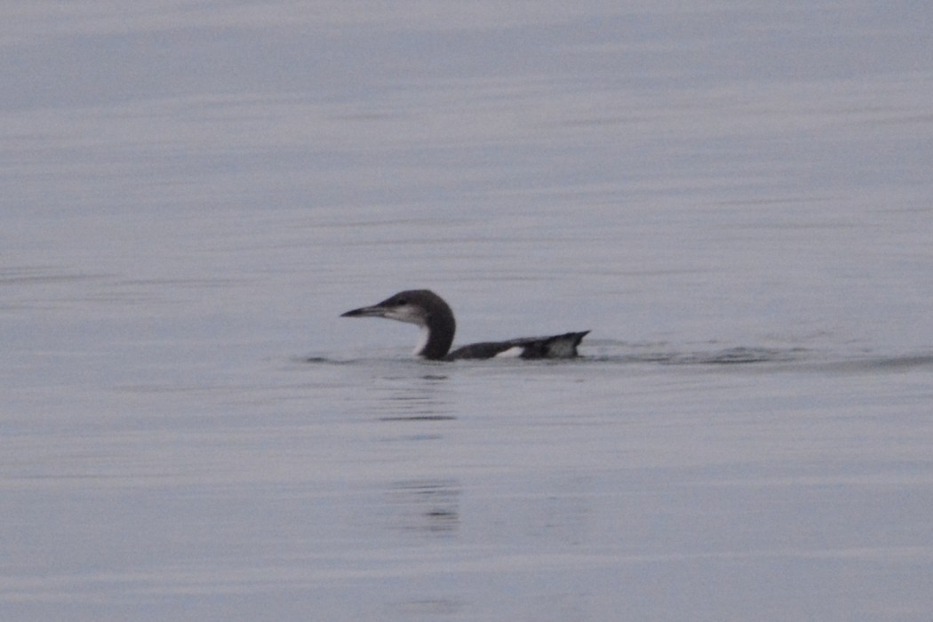 Black-throated Loon