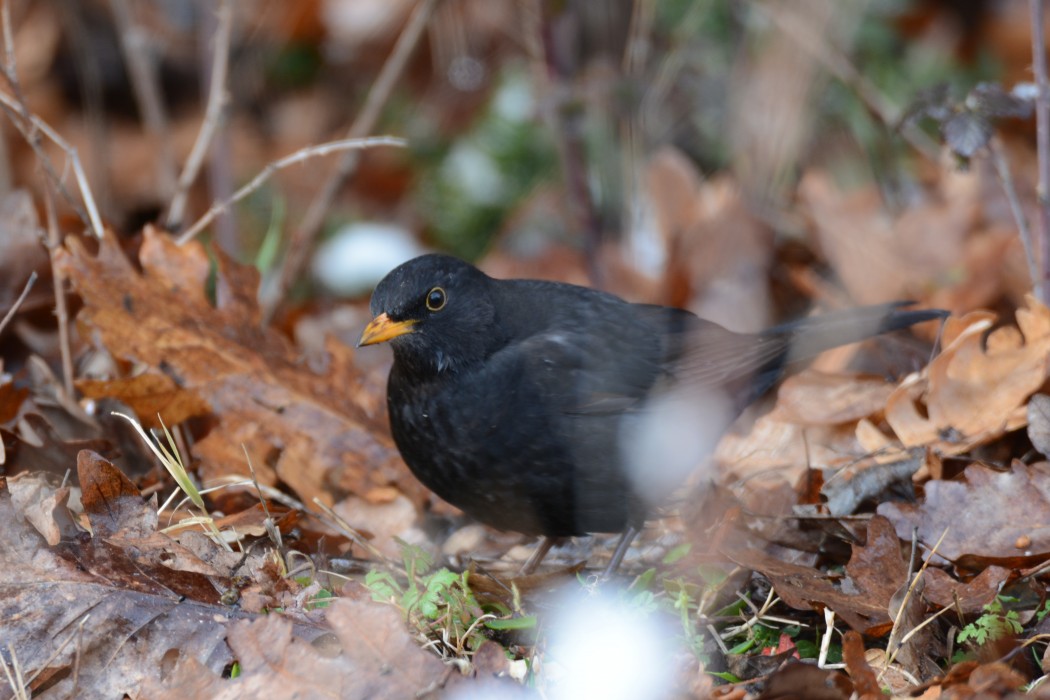Common Blackbird