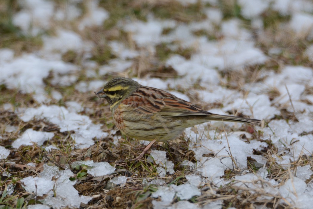 Cirl Bunting