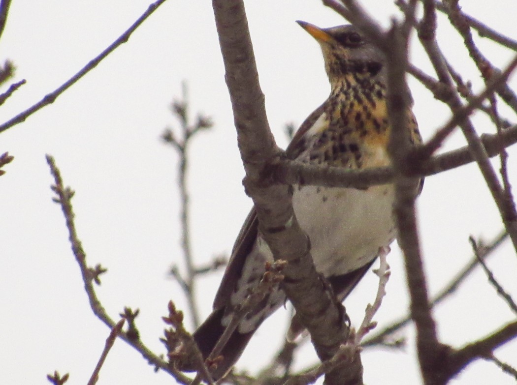 Fieldfare