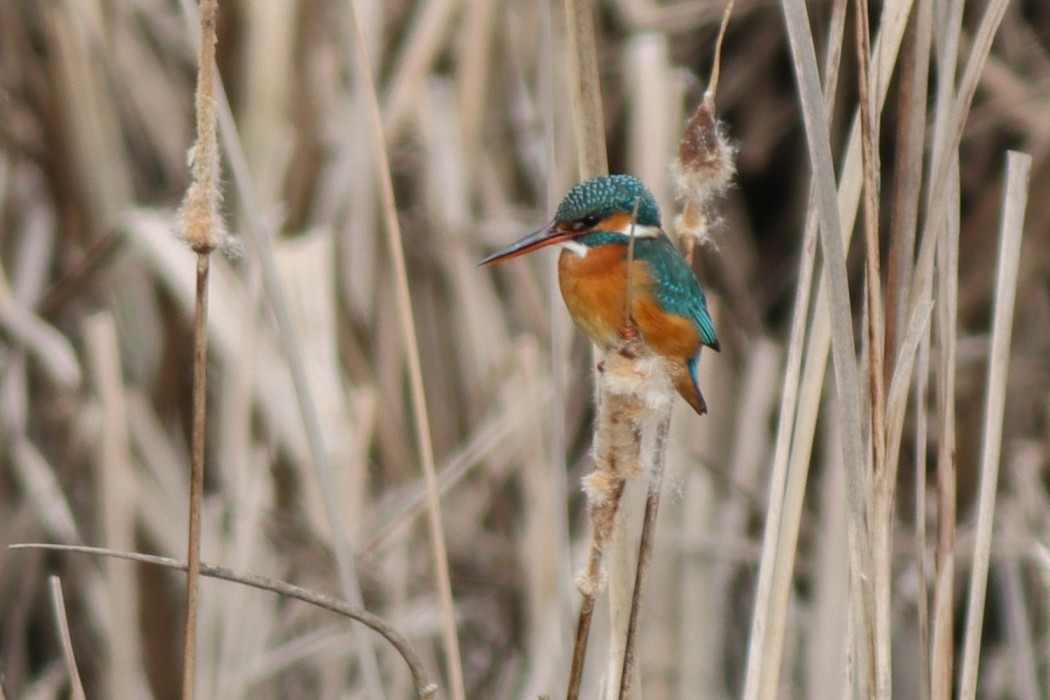 Common Kingfisher