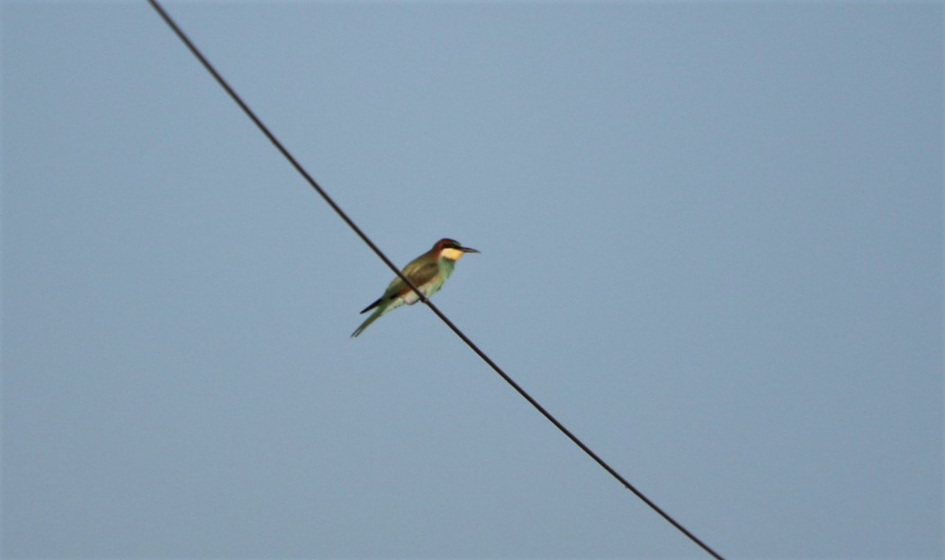 European Bee-eater