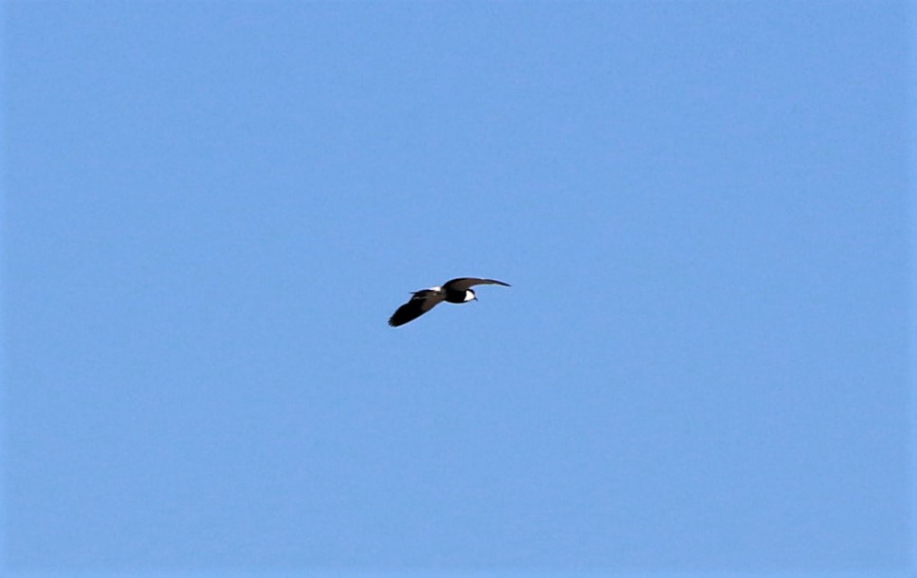 Spur-winged Lapwing