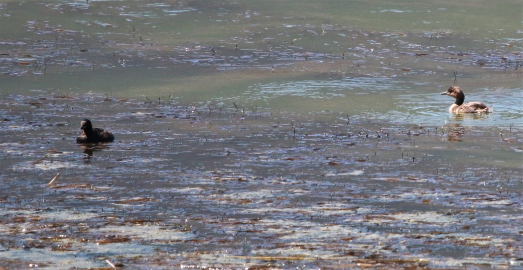 Little Grebe