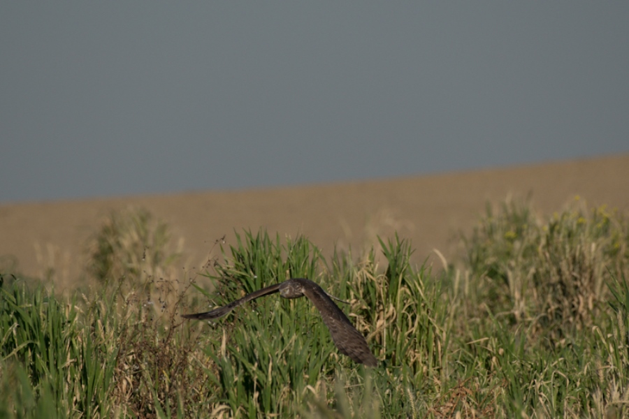 Hen Harrier