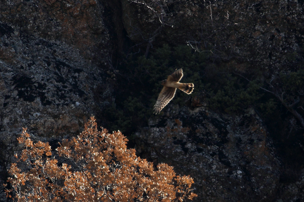 Hen Harrier