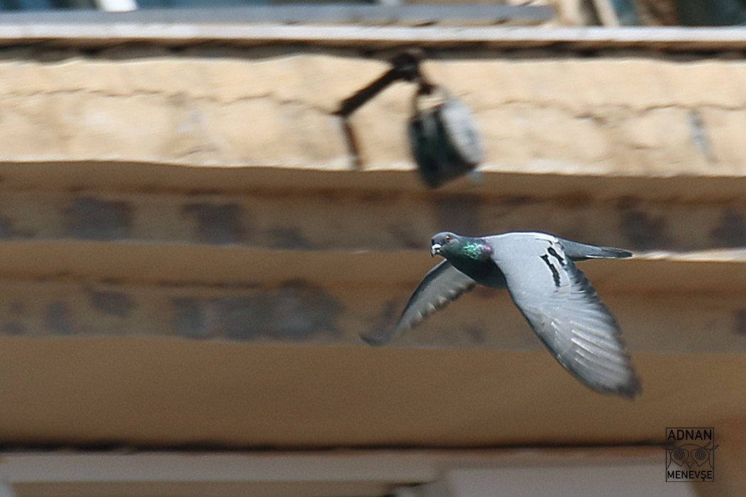 Rock Dove