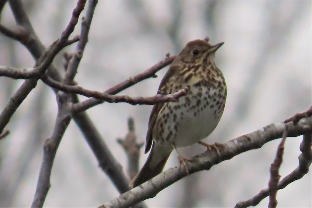 Song Thrush