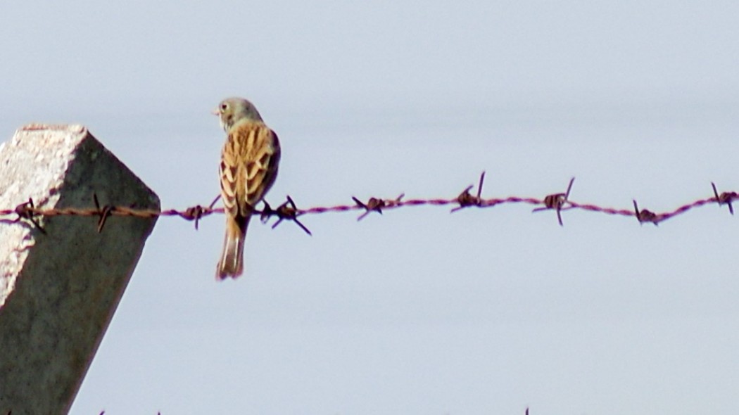 Ortolan Bunting