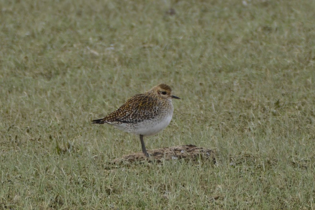 European Golden Plover