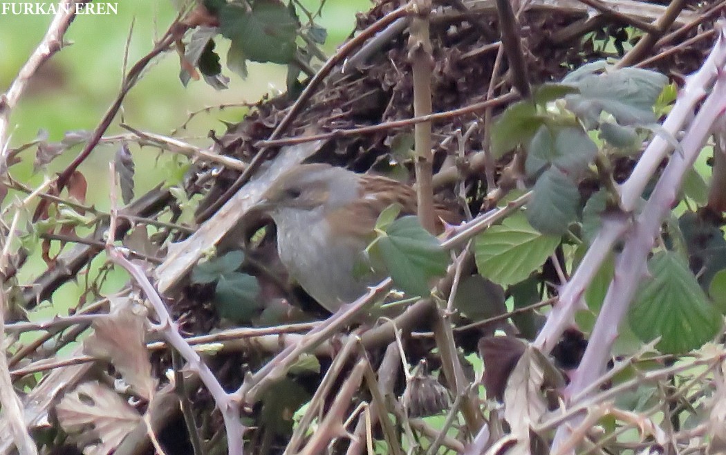 Dunnock
