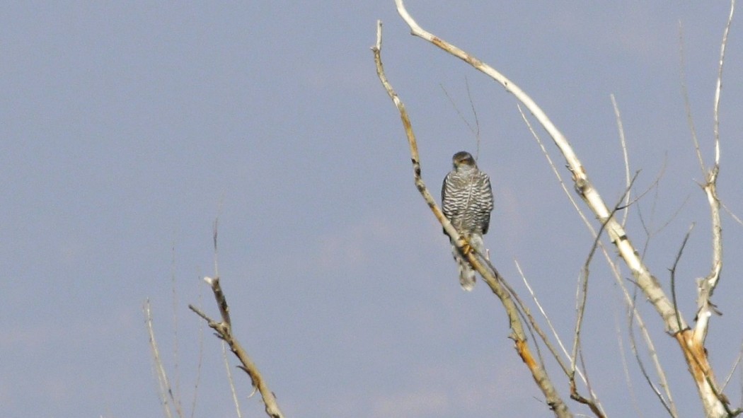 Eurasian Sparrowhawk